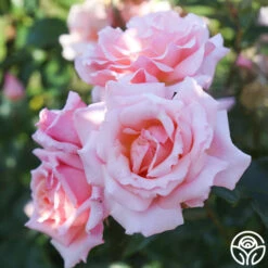Compassion® -Heirloom Roses Compassion 15