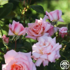 Compassion® -Heirloom Roses Compassion 16