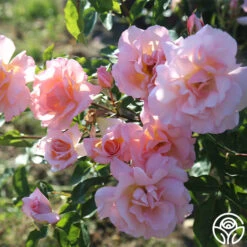 Compassion® -Heirloom Roses Compassion 17