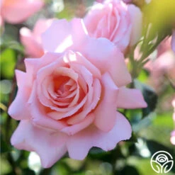 Compassion® -Heirloom Roses Compassion 22