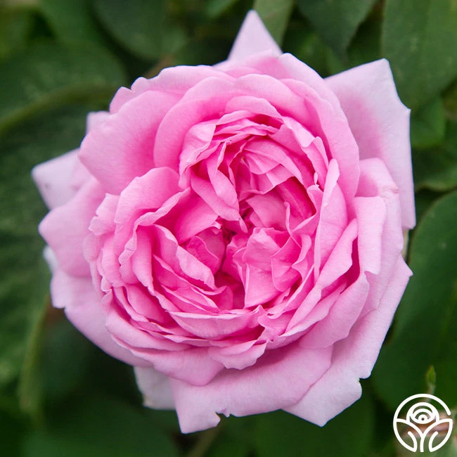 Comte De Chambord 4 Comte De Chambord - Image 2