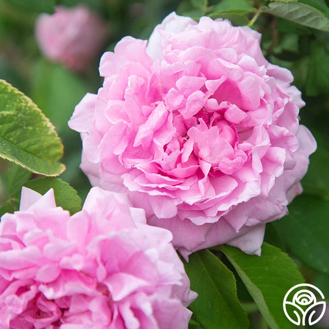 Comte De Chambord 6 Comte De Chambord - Image 4