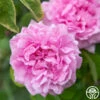 Comte De Chambord -Heirloom Roses Comte de Chambord 13