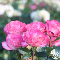 Coretta Scott King 15 Coretta Scott King -Heirloom Roses Coretta Scott King 15