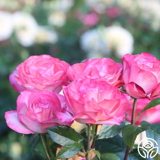 Coretta Scott King 9 Coretta Scott King - Image 7