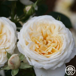 Cream Abundance™ -Heirloom Roses Cream Abundance 11