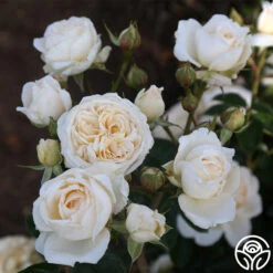 Cream Abundance™ -Heirloom Roses Cream Abundance 12