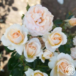 Veranda® Cream -Heirloom Roses Cream Veranda 12