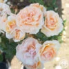 Veranda® Cream 2 Veranda® Cream -Heirloom Roses Cream Veranda 15