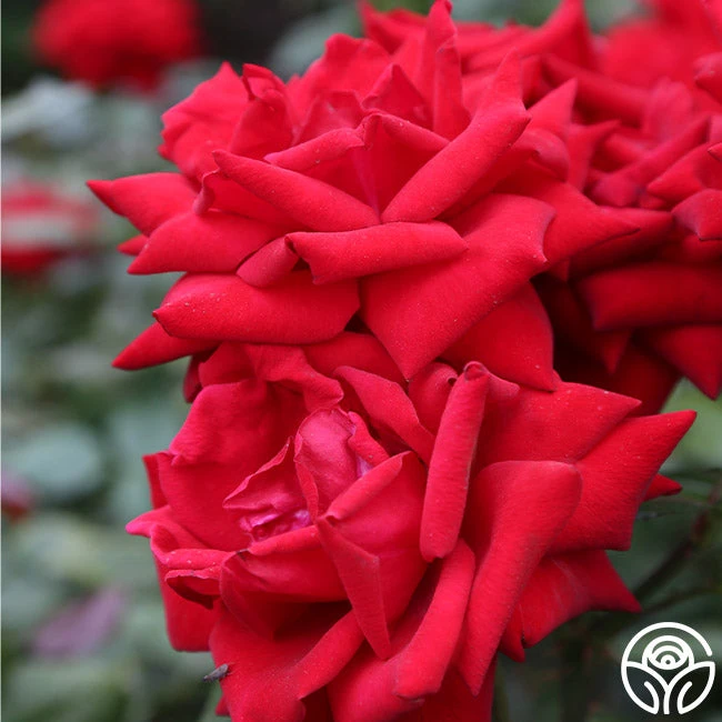 Crimson Bouquet™ 3 Crimson Bouquet™
