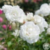 Crystalline™ -Heirloom Roses Crystaline 01