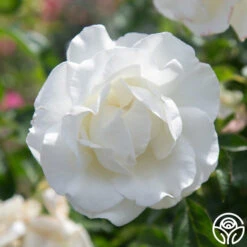 Crystalline™ -Heirloom Roses Crystaline 02