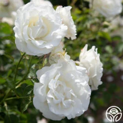 Crystalline™ -Heirloom Roses Crystaline 03