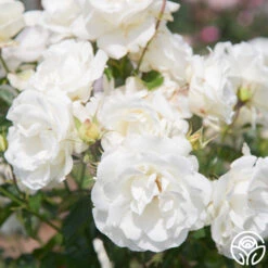 Crystalline™ -Heirloom Roses Crystaline 04