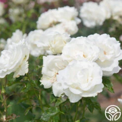 Crystalline™ -Heirloom Roses Crystaline 05