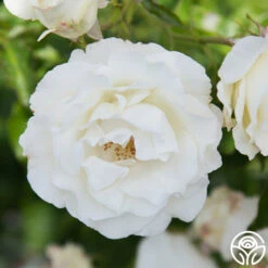 Crystalline™ -Heirloom Roses Crystaline 09