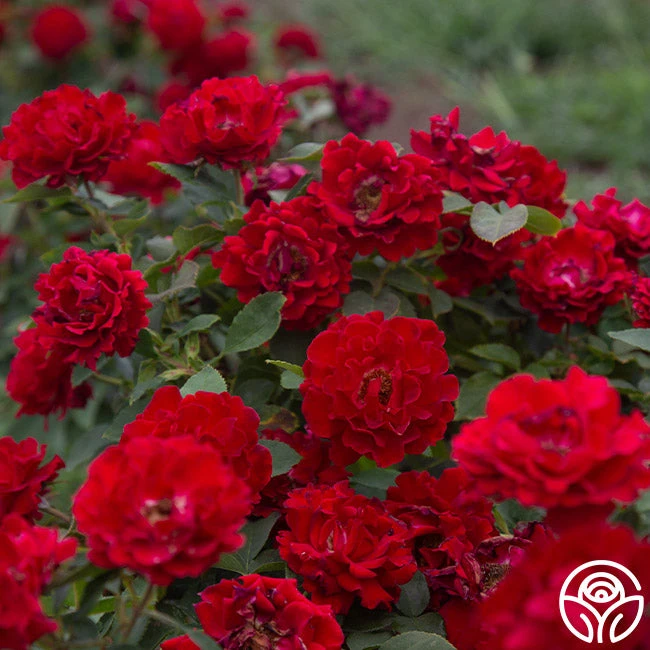 Dancing In The Dark™ 4 Dancing In The Dark™ - Image 2