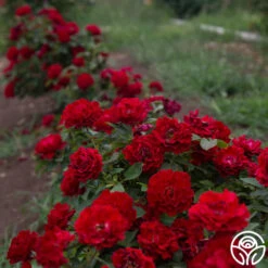 Dancing In The Dark™ 19 Dancing In The Dark™ -Heirloom Roses Dancing In The Dark 81