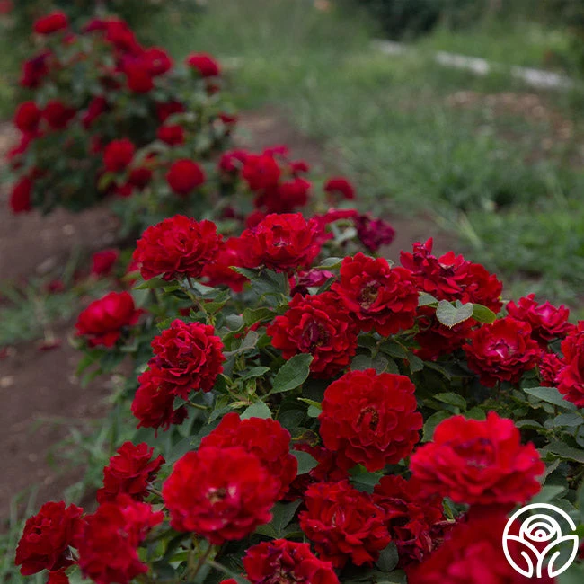 Dancing In The Dark™ 9 Dancing In The Dark™ - Image 7