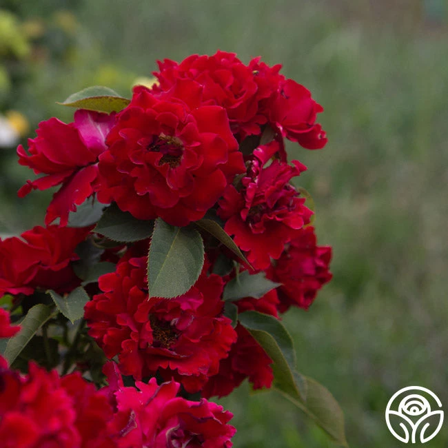 Dancing In The Dark™ 12 Dancing In The Dark™ - Image 10