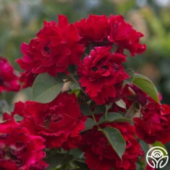 Dancing In The Dark™ 18 Dancing In The Dark™ -Heirloom Roses Dancing In The Dark 85