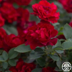 Dancing In The Dark™ 21 Dancing In The Dark™ -Heirloom Roses Dancing In The Dark 888