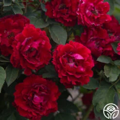 Dancing In The Dark™ 16 Dancing In The Dark™ -Heirloom Roses Dancing In The Dark 89