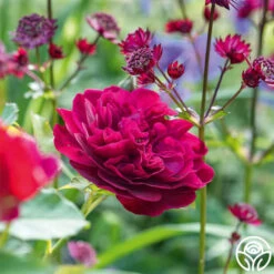Darcey Bussell -Heirloom Roses Darcy Bussell 10