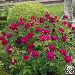 Darcey Bussell -Heirloom Roses Darcy Bussell 11