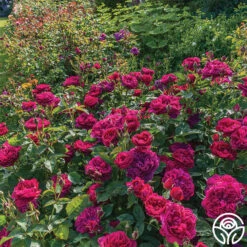 Darcey Bussell -Heirloom Roses Darcy Bussell 2