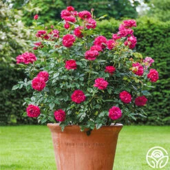 Darcey Bussell -Heirloom Roses Darcy Bussell 3