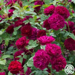 Darcey Bussell -Heirloom Roses Darcy Bussell 4