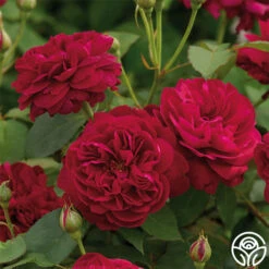 Darcey Bussell -Heirloom Roses Darcy Bussell 5