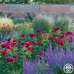 Darcey Bussell -Heirloom Roses Darcy Bussell 6