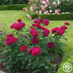 Darcey Bussell -Heirloom Roses Darcy Bussell 8