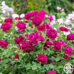 Darcey Bussell -Heirloom Roses Darcy Bussell 9