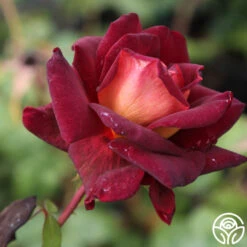 Dark Night™ -Heirloom Roses Dark Night1 3