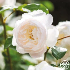 Desdemona 16 Desdemona -Heirloom Roses Desdemona 10