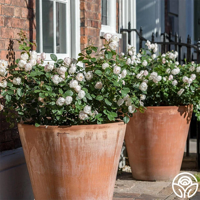 Desdemona 10 Desdemona - Image 8