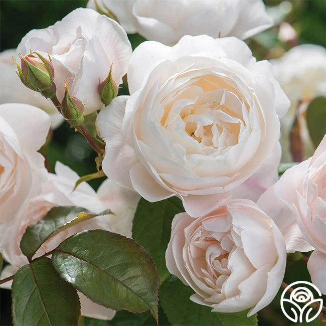 Desdemona 4 Desdemona - Image 2