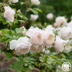 Desdemona 12 Desdemona -Heirloom Roses Desdemona 3