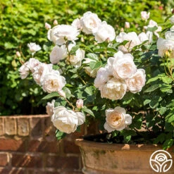 Desdemona 13 Desdemona -Heirloom Roses Desdemona 5