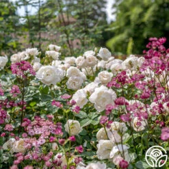 Desdemona 14 Desdemona -Heirloom Roses Desdemona 6