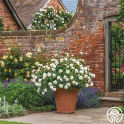 Desdemona 15 Desdemona -Heirloom Roses Desdemona 8