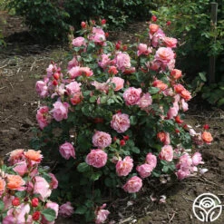 Distant Thunder™ -Heirloom Roses Distant Thunder 13