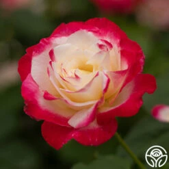 Double Delight® -Heirloom Roses Double Delight 024