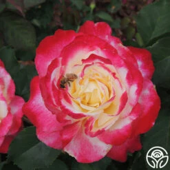 Double Delight® -Heirloom Roses Double Delight 2124