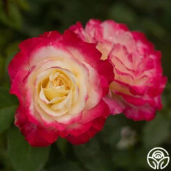Double Delight® -Heirloom Roses Double Delight 23
