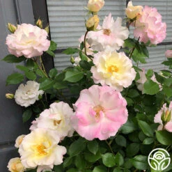 Easter Basket™ -Heirloom Roses Easter Basket 12