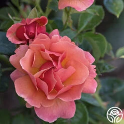 Easy Does It™ -Heirloom Roses Easy Does It 11 52ac1ca9 6d1f 4ddf 9e30 7f9808942ee2